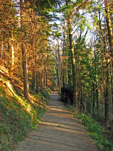 woodland